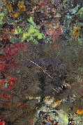 Tanacetipathes spinescens Corail noir hirsute-Cap Vert Mille poissons-11m-20150408-Denis-ADER-DSC_9907_tn